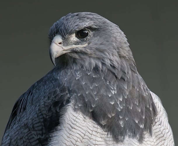 Águia-serrana (Geranoaetus melanoleucus) - É uma espécie campestre e tem por hábito caçar em áreas abertas, sobretudo nos topos de serra, campos e pastagens adjacentes e nas áreas de cerrado.  Sua distribuição vai da Cordilheira dos Andes  até a Colômbia e Venezuela, expandindo-se até Argentina e Brasil, onde é tida como uma espécie rara e ameaçada de extinção.  Reprodução: Flipar