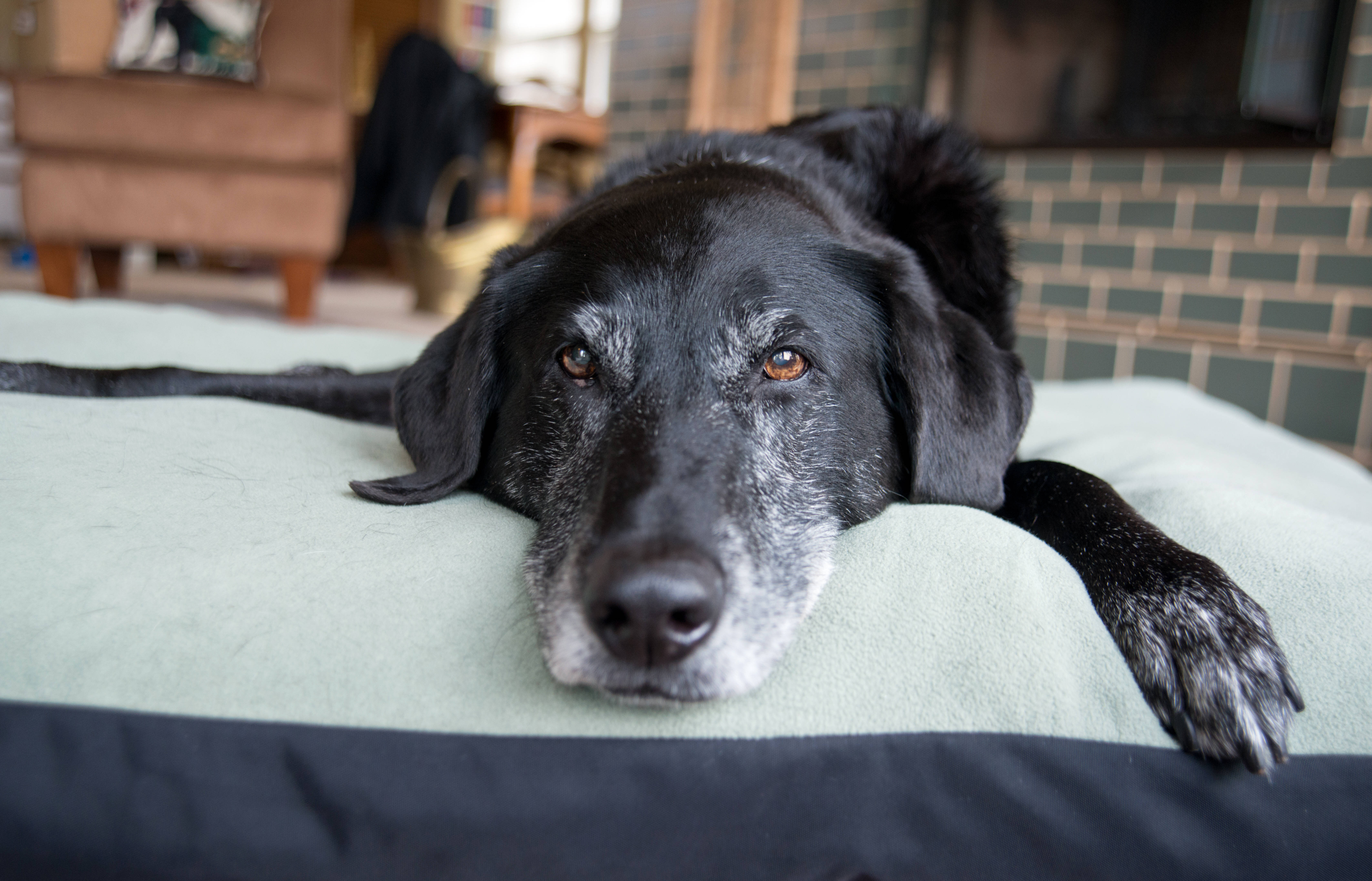 Eles se escondem para descansar: muitos cães, quando estão chegando nos últimos dias, buscam se esconder da família e podem até fugir de casa para morrer. Ainda assim, o recomendado é que nunca se abandone o animal e que se dê todo o apoio a eles até o final. shutterstock 