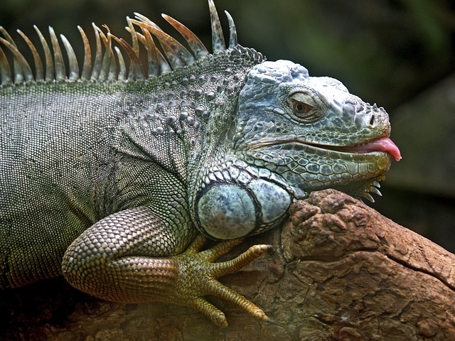 Em alguns casos, as iguanas podem até  consumir insetos ou pequenos animais, mas isso só acontece se houver falta de alimento vegetal Reprodução: Flipar