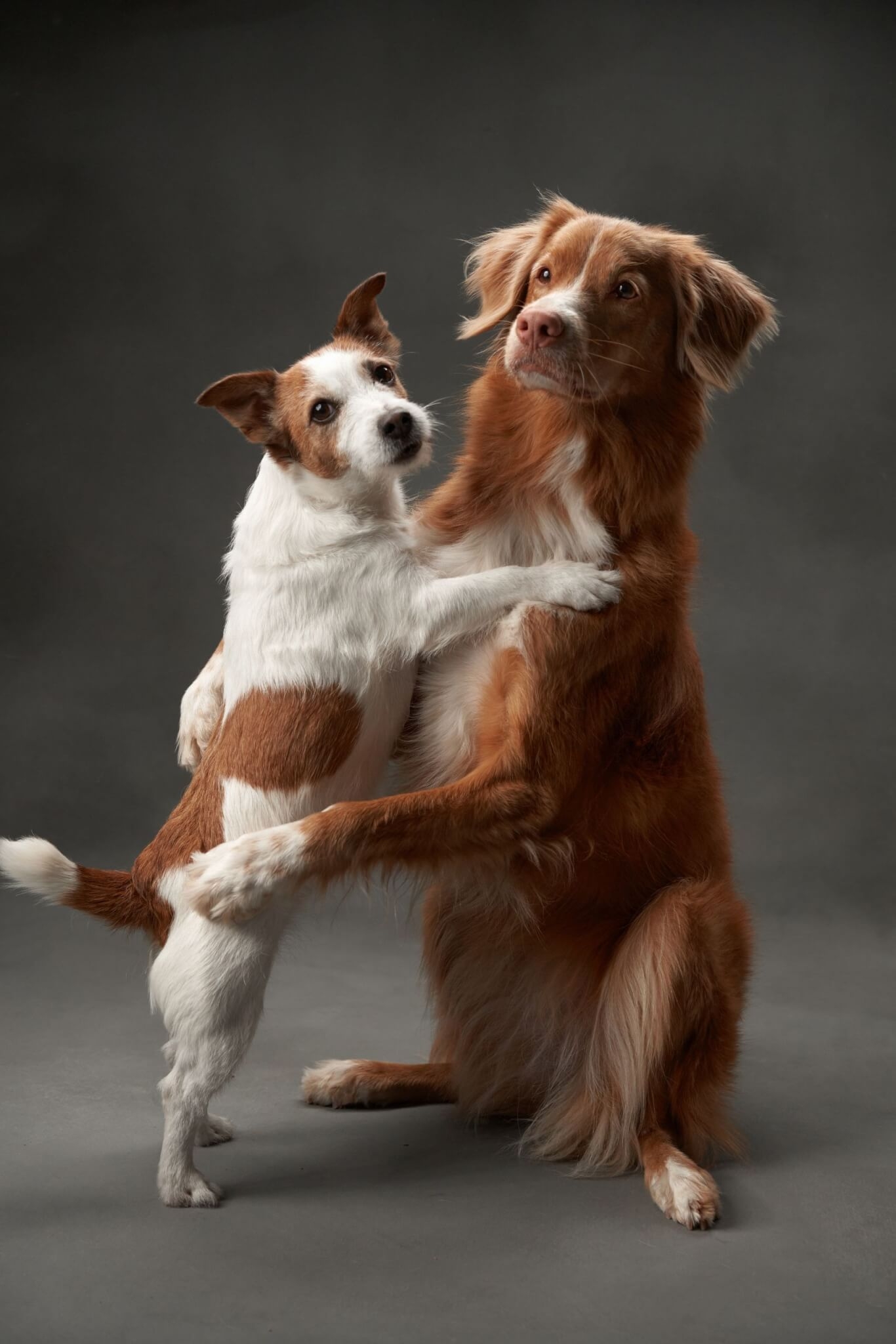 4. Incentive a brincadeira com outros cães  Inicialmente, a Ivana Carvalho sugere levar o animal a um lugar neutro. Lá ele deve ser solto e incentivado a brincar com outros animais. Se ele for agressivo com os outros pets, coloque a focinheira ou, até mesmo, evite esta aproximação e procure um treinamento com um profissional capacitado. Reprodução: EdiCase