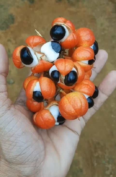 Uma das frutas típicas mais famosas do Brasil, o guaraná, que vem da Amazônia, se tornou popular nào só no país mas também em várias partes do mundo. Veja a história e o uso desta semente, um dos principais ícones brasileiros. Reprodução: Flipar