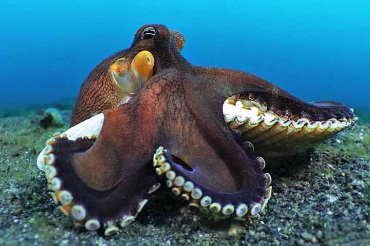 Mas o que realmente o coloca em um patamar único é sua estrutura cerebral, completamente diferente da maioria dos animais complexos. Enquanto mamíferos e aves possuem um sistema nervoso centralizado no cérebro, os polvos seguem um caminho bem diferente. Reprodução: Flipar
