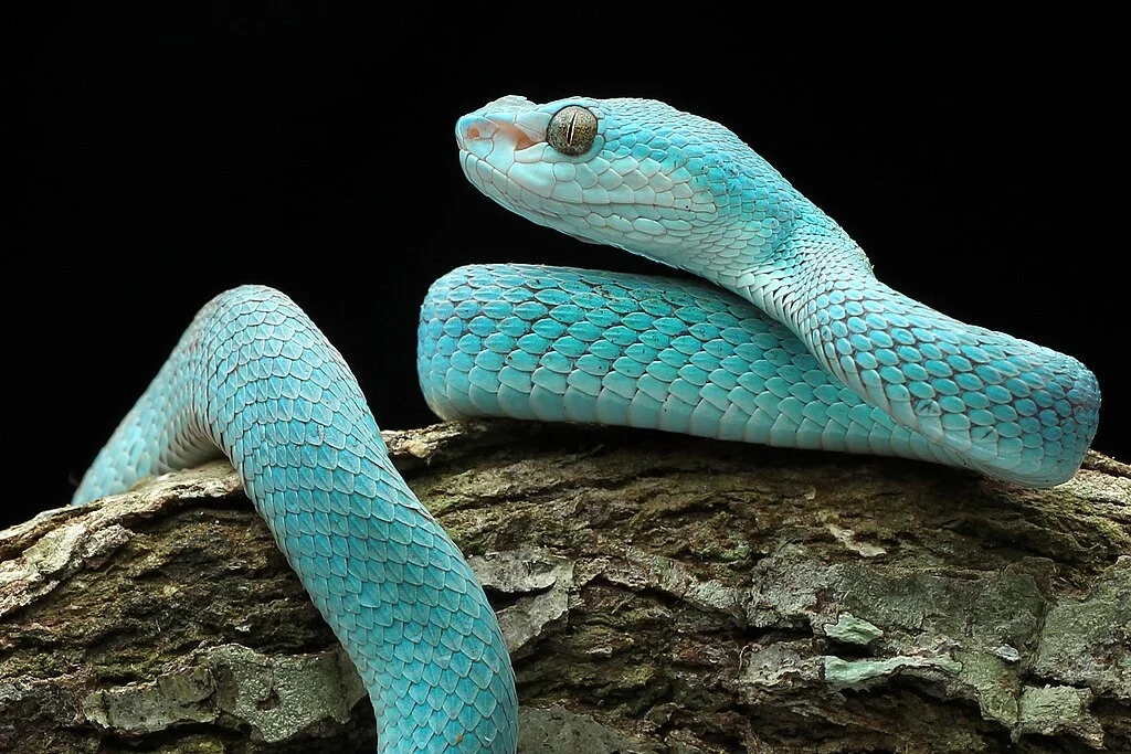 cobra serpente azul Ular_viper_Blue_Insularis  (Trimeresurus insularis)
Encontrada em ilhas da Indonésia, como Komodo e Flores. Possui um tom azul vibrante e é venenosa. Reprodução: Flipar