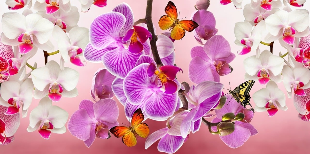 As orquídeas possuem uma grande variedade de formas, tamanhos e cores. Elas podem ser bem pequenas,  ou ter flores grandes e chamativas.  Reprodução: Flipar