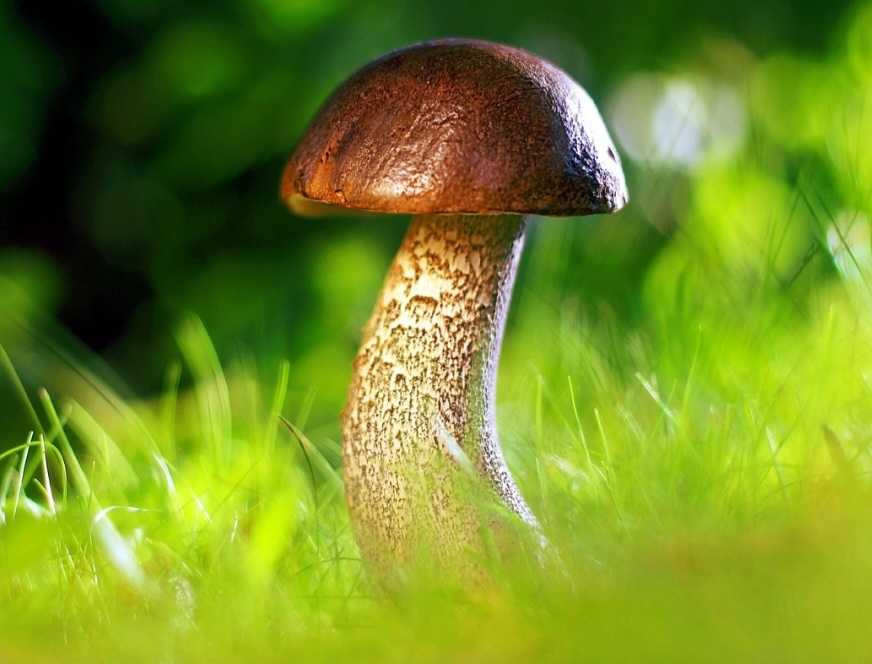 Pesquisadores chineses deram um passo importante na alimentação sustentável ao desenvolver um cogumelo comestível geneticamente otimizado, capaz de produzir muito mais proteína usando menos recursos. Reprodução: Flipar