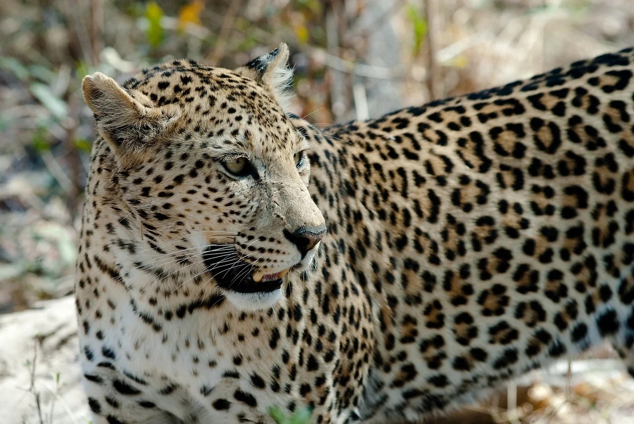 Isso porque o Parque Nacional de Kafue, na Zâmbia, é a maior área de proteção do mundo. Algo que contribuiu para que, segundo o levantamento entre 2018 e 2022 da organização internacional Panthera, a população de leopardos triplicasse. Reprodução: Flipar