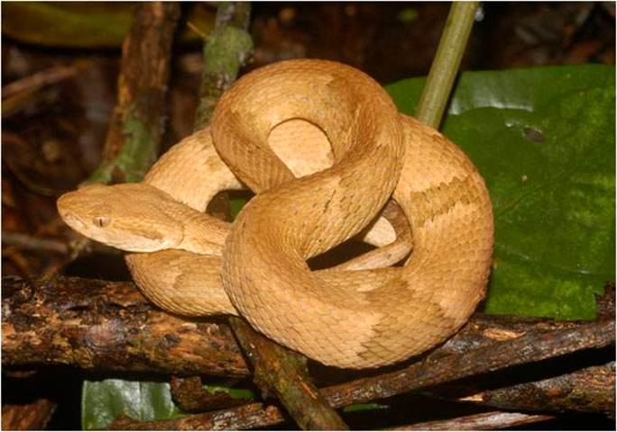 Jararaca-Ilhoa - Essa espécie é encontrada apenas na Ilha da Queimada Grande, em São Paulo Reprodução: Flipar