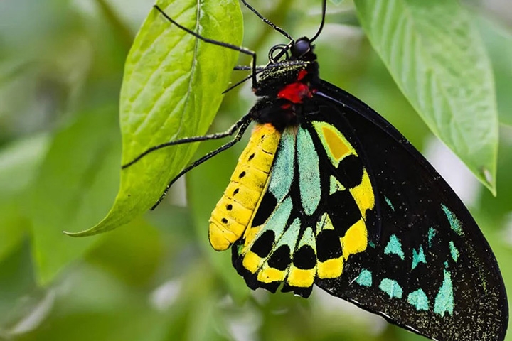 Asa de Pássaro- As suas asas dianteiras são escuras com uma faixa verde. A cauda é delicada. O macho é muito diferente da fêmea - o que caracteriza diformismo sexual. Esta espécie se limita à Nova Guiné e está ameaçada de extinção.  Reprodução: Flipar