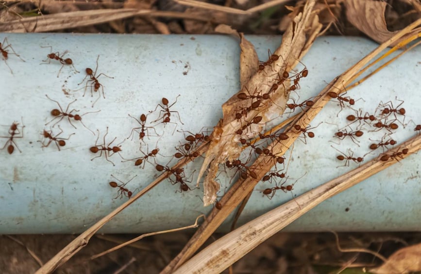 Eles estimam que, no planeta, existam 20 quatrilhões de formigas. Isso mesmo: 20.000.000.000.000.000 (20 seguido de 15 zeros). E as formigas desempenham papel fundamental na natureza. Reprodução: Flipar