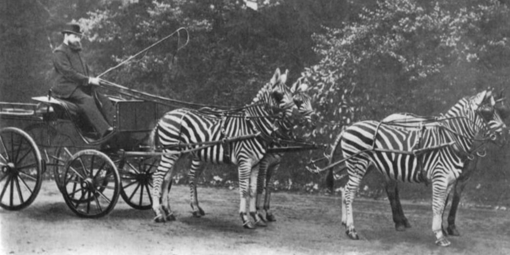 Foi o caso do zoólogo Lionel Walter Rothschild, que colocou um grupo de zebras para puxar carroças até o Palácio de Buckingham, na Inglaterr do fim do século 19. Não deu certo, pois elas têm temperamento arisco e agressivo. E não se prestam para domesticação. Reprodução: Flipar