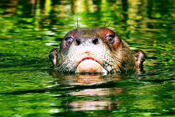 Após décadas desaparecida das águas da região do Cone Sul, a ariranha gigante voltou a ocupar seu lugar em alguns desses ambientes.  Reprodução: Flipar