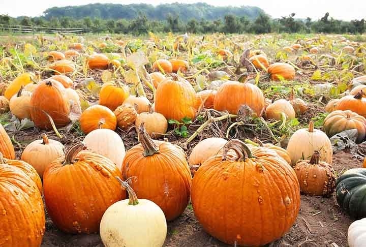 Embora seja comumente mencionada como legume, a abóbora é classificada como um fruto pelos botânicos, como acontece, por exemplo, também com o tomate. 
 Reprodução: Flipar