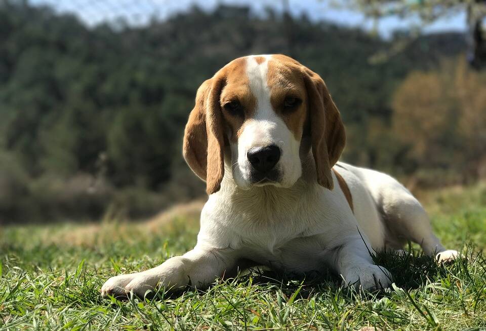 O Beagle é muito enérgico e precisa de atividades físicas . Foto: José Somovilla/Pixabay