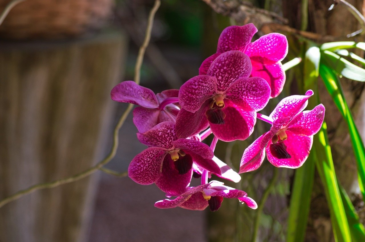 Muitas orquídeas crescem sobre outras plantas (geralmente árvores) sem serem parasitas. Elas obtêm nutrientes e umidade do ar e da chuva, utilizando suas raízes adaptadas para aderir a superfícies como cascas de árvores Reprodução: Flipar