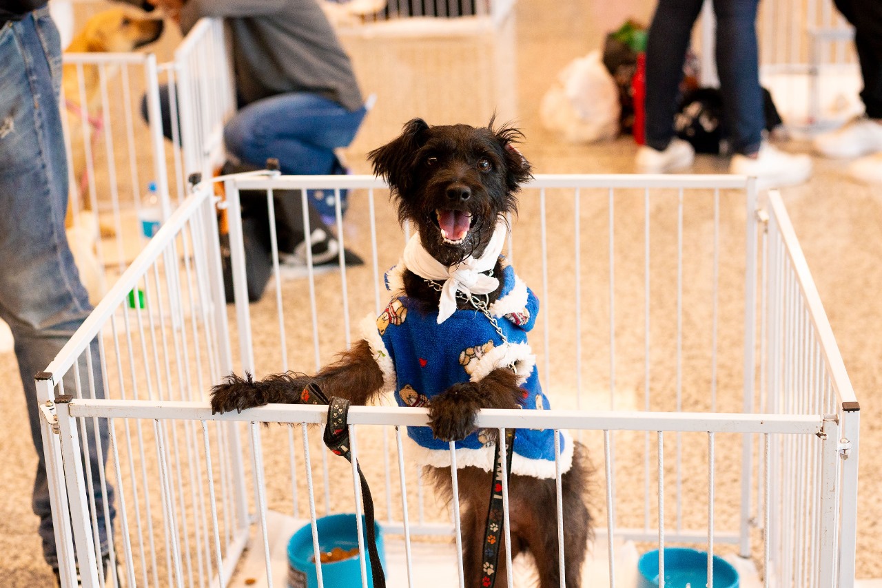 Evento de Adoção de Cães e Gatos acontece no último domingo de fevereiro Divulgação