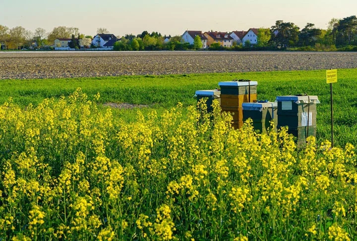 Este tipo de atividade chama-se apicultura migratória, porque o apicultor descarrega um caminhão de colmeias no centro do pomar durante a floração, e depois retira as colmeias no fim da floração. Reprodução: Flipar