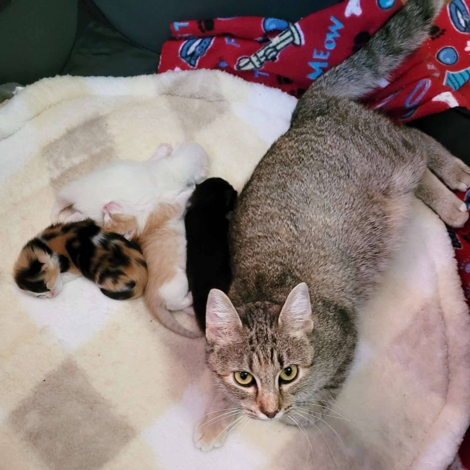 Gata encontrada em trabalho de parto é resgatada com 4 filhotinhos. Foto: Coastal Bend Cat Rescue
