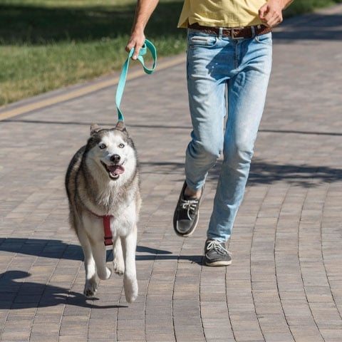 Dica importante: Passeios - Os cachorros precisam fazer suas necessidades e socializar. O ideal é que eles tenham de dois a três passeios por dia, em torno de 30 minutos cada. Sair rapidinho não adianta. Reprodução: Flipar