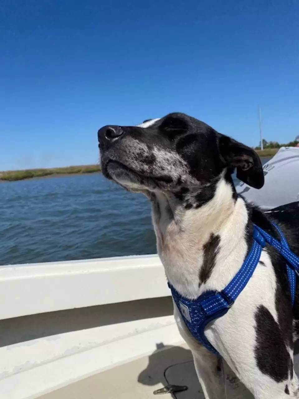 Blu participou até do passeio de barco e parece que ele gostou bastante. Foto: Brianna Hagood/Arquivo Pessoal