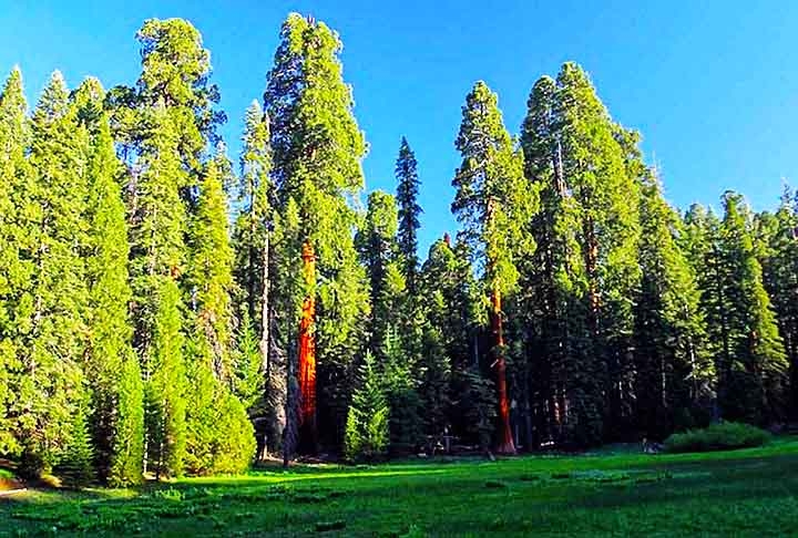 As coniferas variam de pequenas espécies, com 2 a 3  metros de altura até árvores gigantescas,  como as sequóias, que alcançam até 115 metros. Reprodução: Flipar