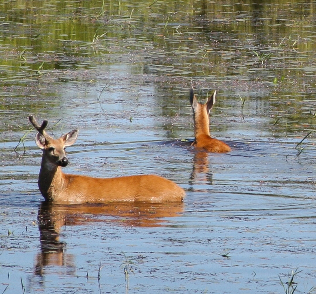 Os cervos vivem na terra, mas também entram na água e, inclusive, são considerados bons nadadores. Reprodução: Flipar