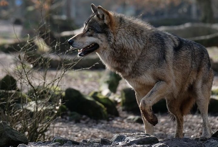 Outra descoberta relacionada ao comportamento dos lobos infectados é a tendência de se afastarem de sua área de origem.  Reprodução: Flipar