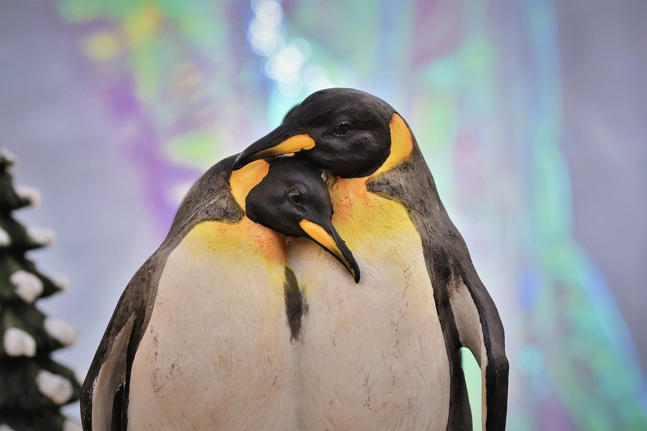 A plumagem do pinguim-imperador é multicor e possui uma faixa laranja em volta do ouvido. É uma ave que costuma aparecer em qualquer lista das mais belas do planeta.  Reprodução: Flipar