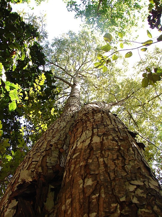 Mogno - Típica do bioma da Amazônia. Também chamada de Acaju , Aguano, Caoba e Mara.  Reprodução: Flipar