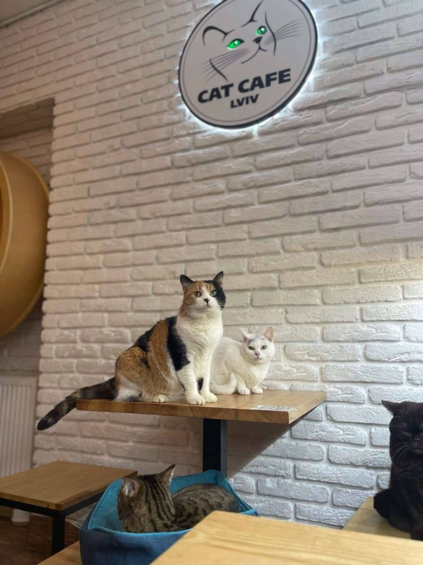 Gatos fazem companhia aos clientes da cafeteria e amam receber carinhos. Foto: Cat Cafe Lviv