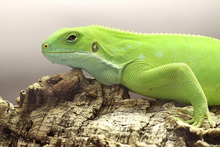 Scarpetta estudou o DNA de várias espécies e notou que as iguanas de Fiji se separaram de seus ancestrais americanos entre 34 e 30 milhões de anos atrás. Reprodução: Flipar