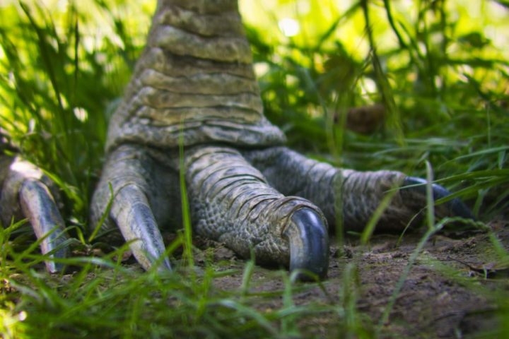 Aves: Vale lembrar que as aves, no geral, são descendentes vivos dos dinossauros. Elas evoluíram dos grupos dos terópodes. Reprodução: Flipar