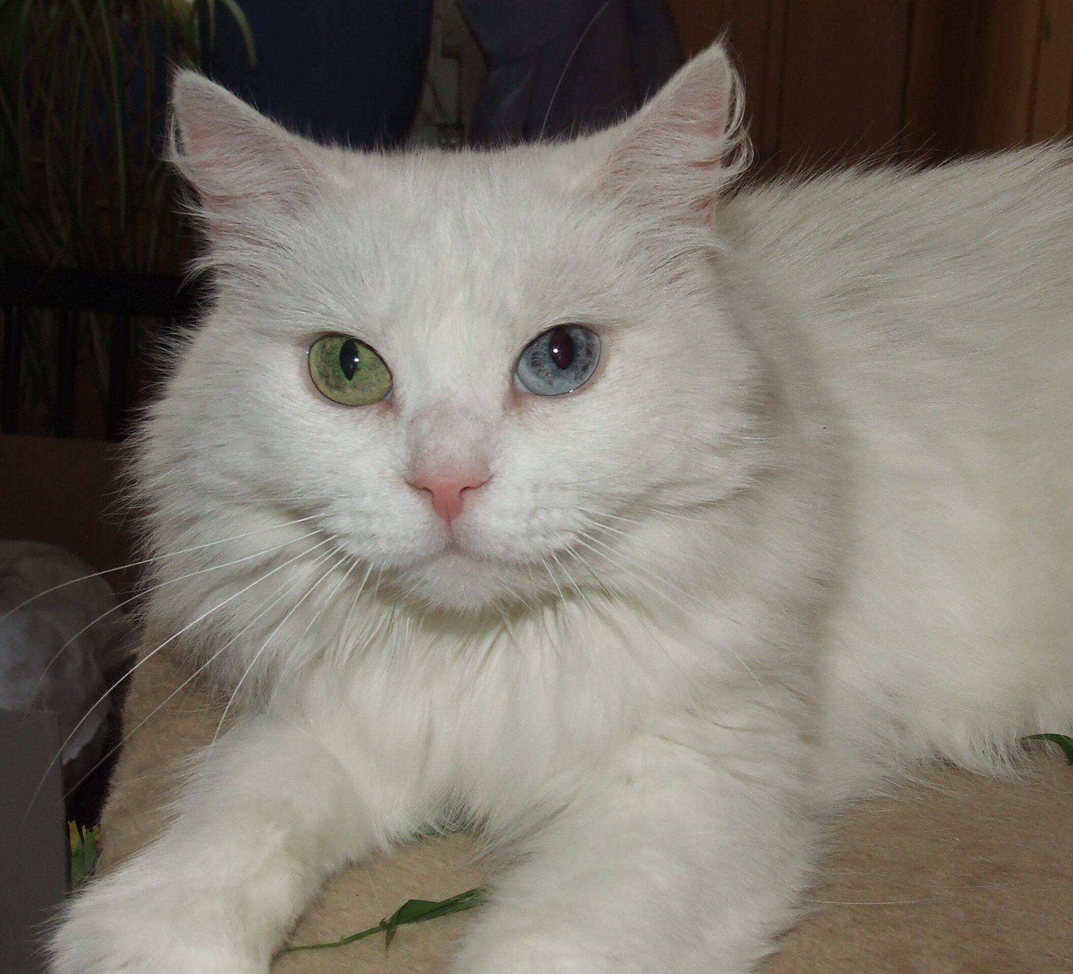 A cor dos olhos do gato angorá pode ser diferente . Foto: Reprodução