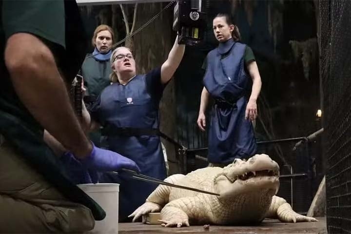 Durante um exame de rotina, os funcionários detectaram a presença dos objetos de metal no corpanzil do jacaré de 36 anos. 
 Reprodução: Flipar