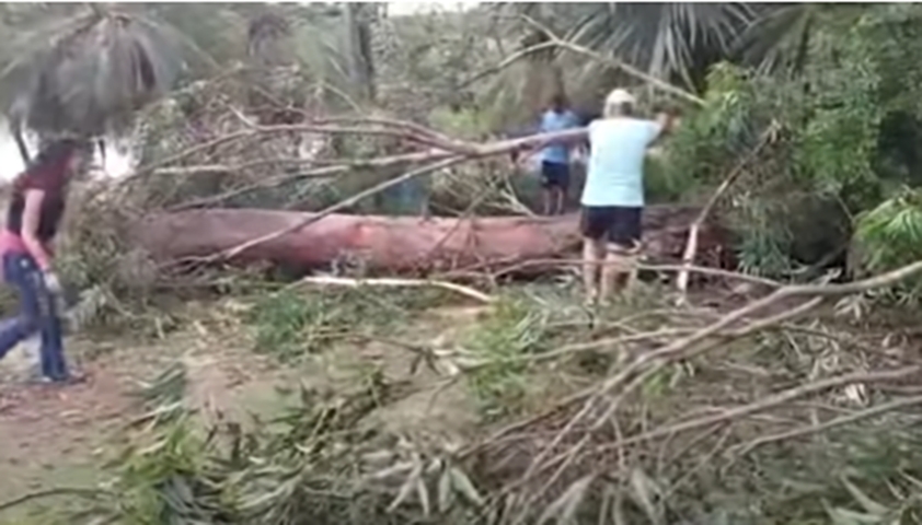 A queda de árvores que resulta em mortes infelizmente é um caso recorrente. Um caso emblemátrico foi a morte de uma menina de 7 anos, em 2021, após ser atingida por uma árvore (eucalipto) que desabou na Lagoa do Taquaral, em Campinas (SP). 