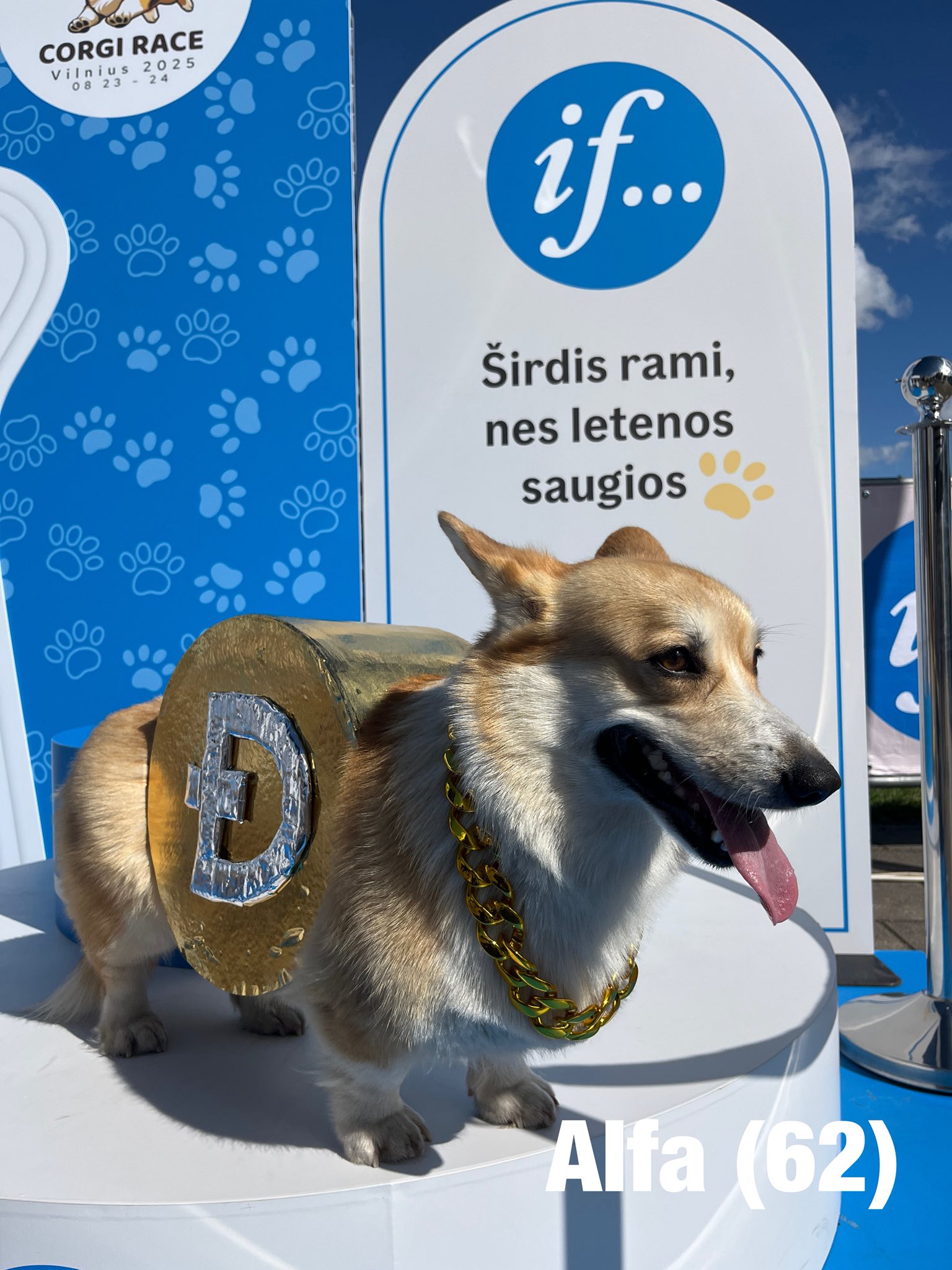 Corrida de Corgis reúne competidores fantasiados na Lituânia. Foto: Facebook/Corgi Race Vilnius