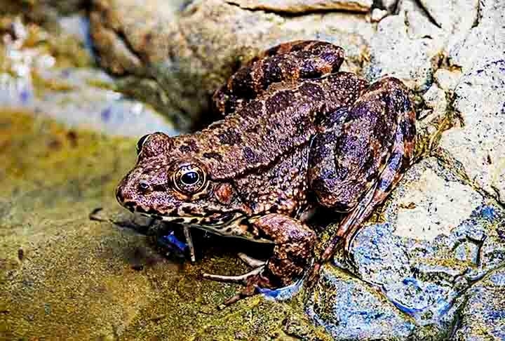 As rãs, por sua vez, passam mais tempo na água do que os sapos, sendo considerados animais semiaquáticos. Por lá, fogem de possíveis ameaças, sendo exímias saltadoras, com patas longas e fortes, elas são exímias saltadoras.  Reprodução: Flipar