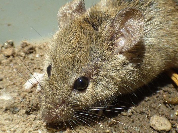 O estudo, realizado com sucesso em camundongos e publicado no Journal of Agricultural and Food Chemistry, já avança para testes clínicos em humanos. Reprodução: Flipar