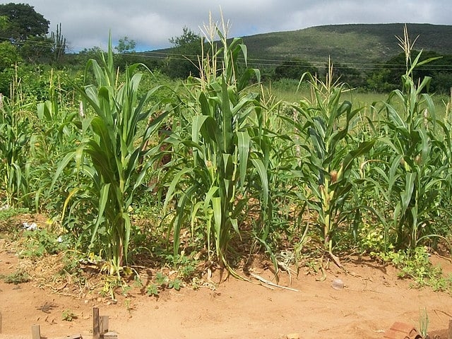 A economia do município é baseada principalmente na agricultura, com destaque para o cultivo de grãos como milho, feijão e café, além da pecuária. Reprodução: Flipar