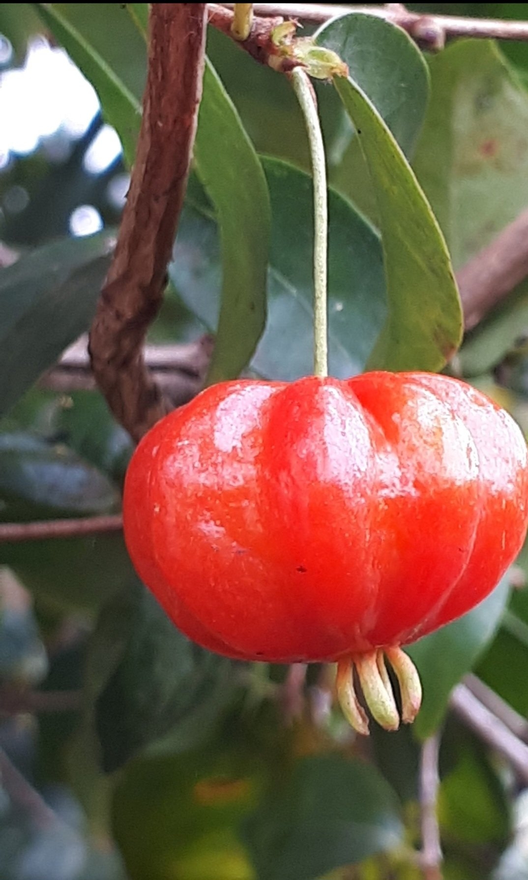 A pitanga tem poucas calorias: cada unidade da fruta tem aproximadamente 2 calorias, o que pode ajudar em dietas de emagrecimento. Reprodução: Flipar