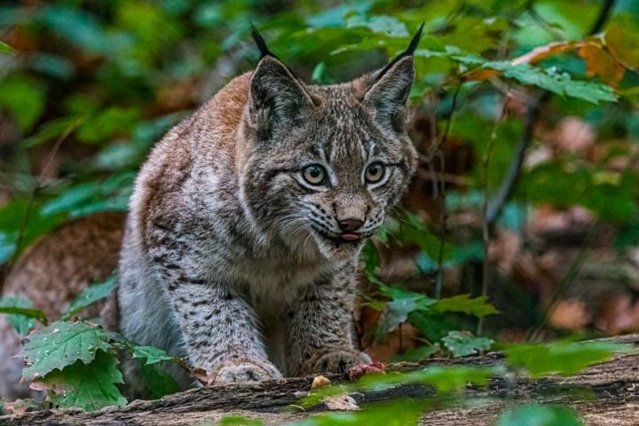 A expansão agrícola invadiu seus habitats naturais e a caça intensiva levou a uma drástica redução de população da espécie. Reprodução: Flipar