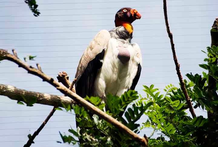 Os abutres possuem bico afiado para rasgar a carne, enquanto os urubus têm bicos mais curtos e arredondados. Reprodução: Flipar