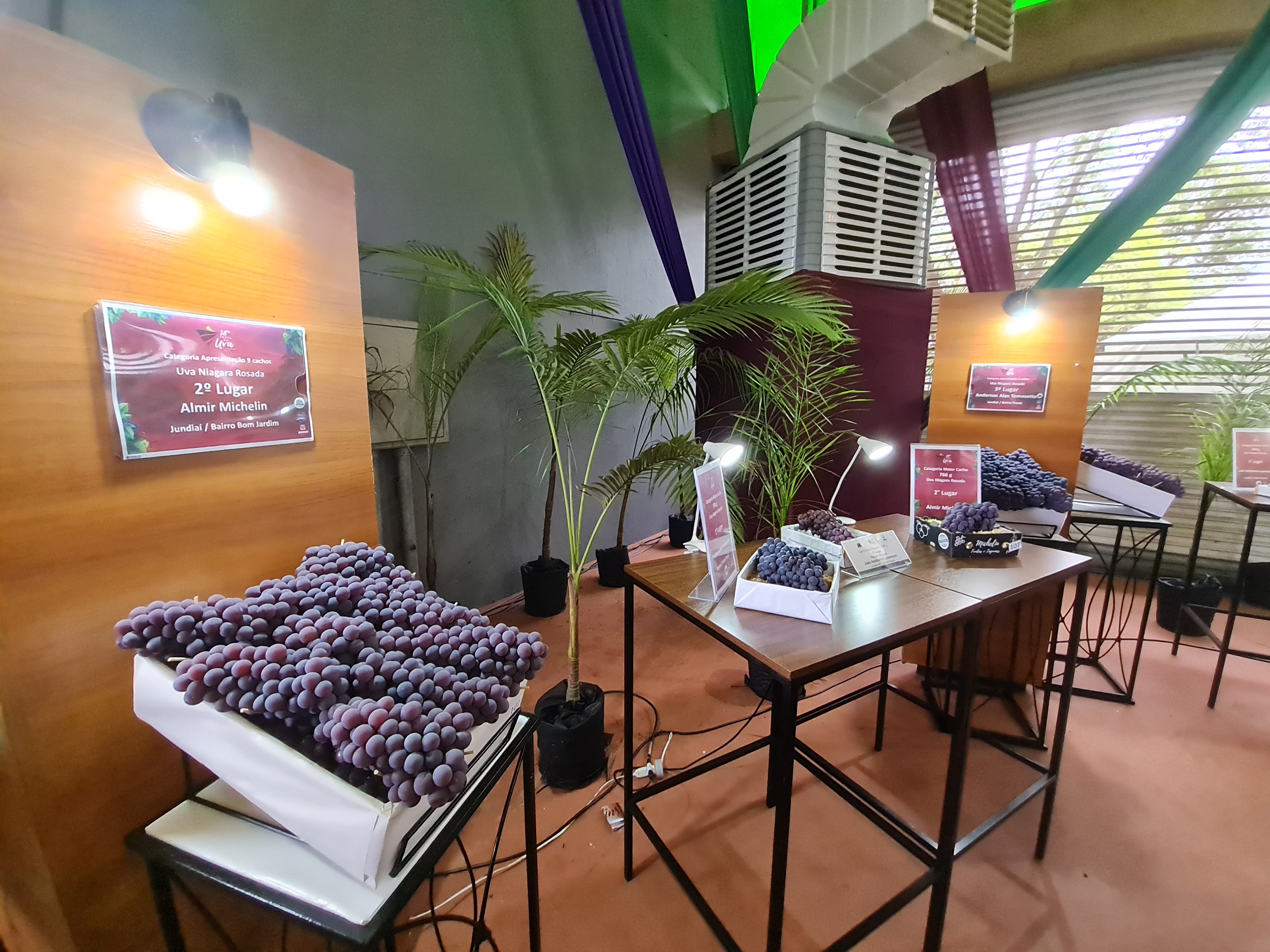 Exposição das uvas premiadas. Foto: Isabela Frasinelli/iG