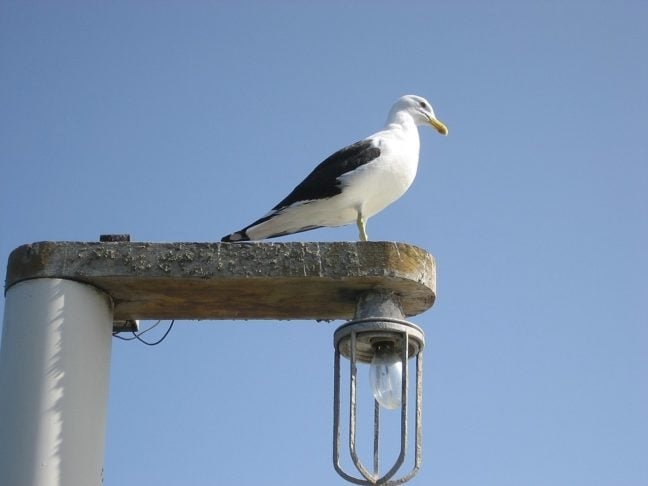 A maioria das espécies de gaivotas não está ameaçada de extinção, embora algumas enfrentem pressões devido à perda de habitat, poluição e mudanças climáticas.  Reprodução: Flipar