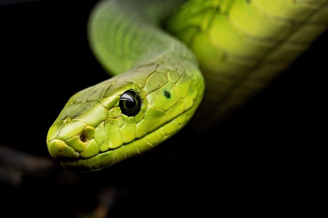 A cobra é um dos animais que provocam mais medo nos seres humanos. E muitas, assim como a mamba-verde,  são altamente venenosas, capazes de provocar reações perigosas para a saúde e que podem ser fatais.   Reprodução: Flipar