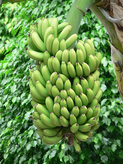 Essa descoberta é crucial, pois abre caminho para o desenvolvimento de novas estratégias para combater o fungo e proteger a produção de bananas. Reprodução: Flipar