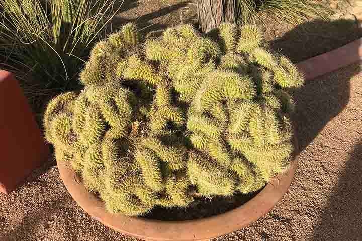 Mammillaria elongata ‘Cristata’, recebeu o apelido de cacto cérebro’ graças à mutação ou dano ao seu centro de crescimento. A forma com crista tem caules que crescem em um aglomerado retorcido. Algo bem semelhante a vermes ou ao cérebro humano. Reprodução: Flipar