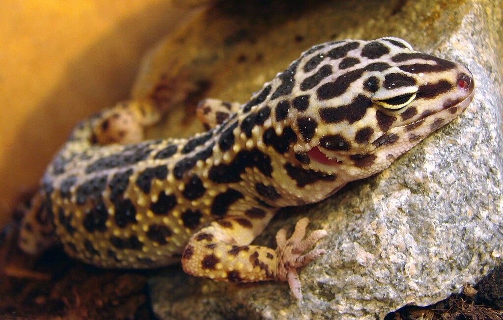 É um lagarto pequeno, com cerca de 20 cm, que possui uma pele amarelada com manchas escuras, semelhante à de um leopardo. É popular como animal de estimação devido à sua docilidade, dieta simples (insetos) e fácil manejo. Não tem a habilidade de aderir a superfícies verticais, como outros geckos. Reprodução: Flipar