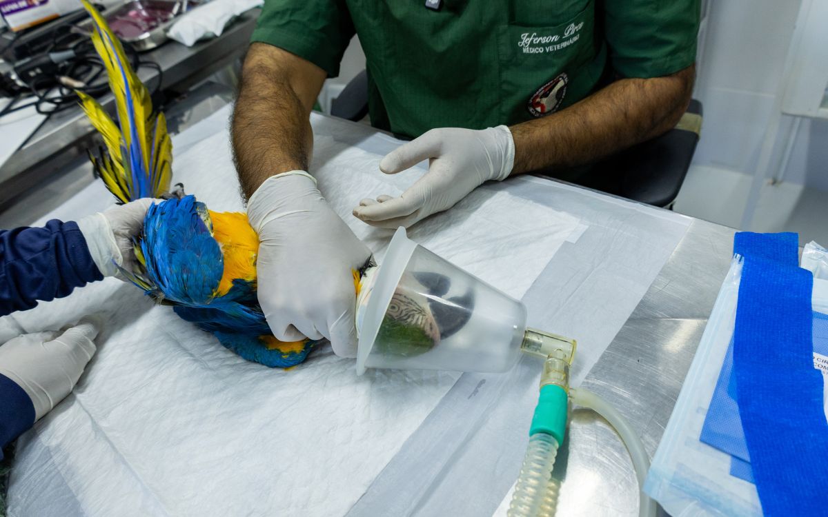 Araras-canindés voltam à Floresta da Tijuca após dois séculos de extinção. Foto: Divulgação/Flavia Zagury