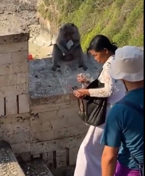 Viralizou nas redes sociais um vídeo com cena bastante inusitada: um macaco entrega o aparelho celular para uma mulher depois que ela dá alimentos ao animal.