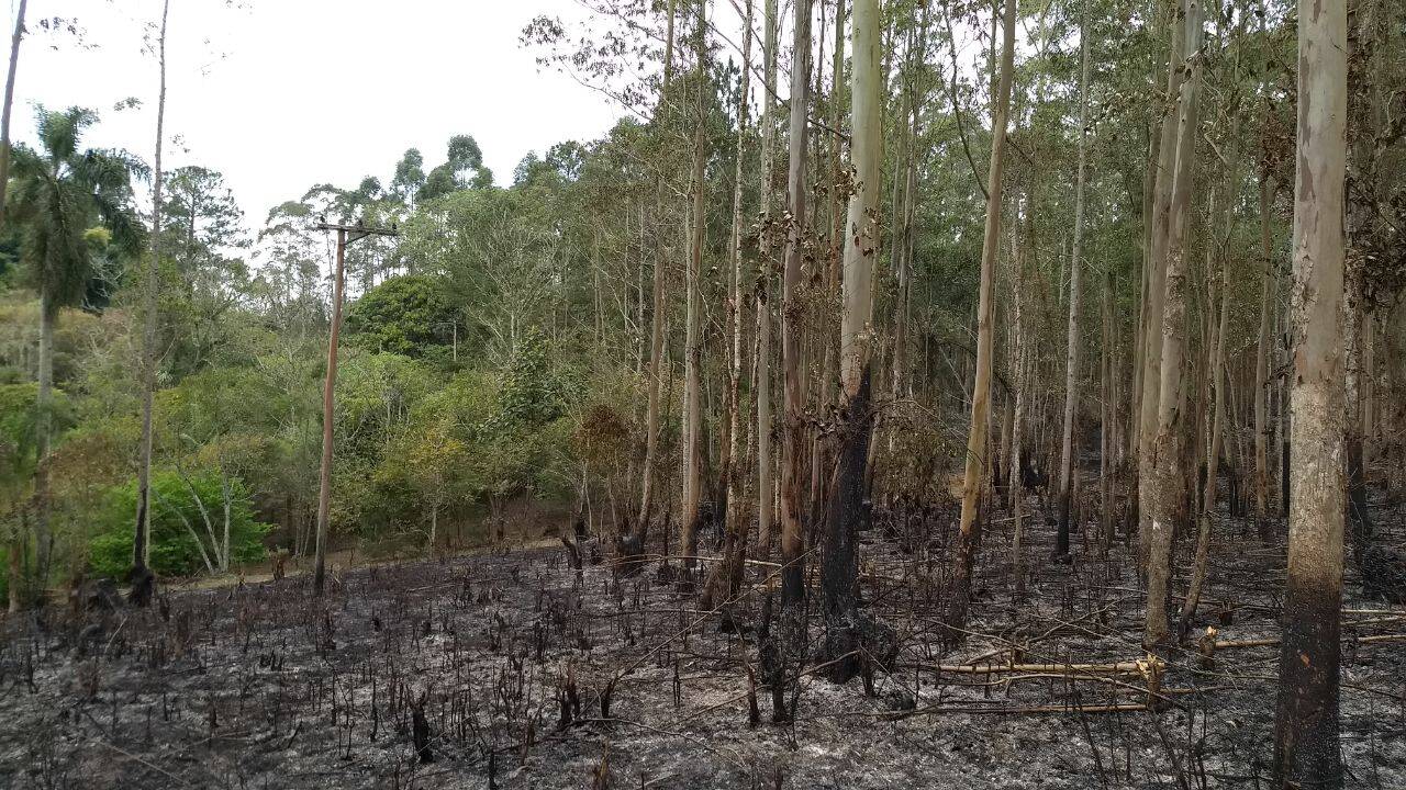 Mata onde ocorreu a queimada em Itapecirica da Serra. Foto: Divulgação/Polícia Militar Ambiental